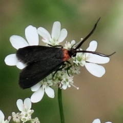 Pollanisus subdolosa at Conjola National Park - 14 Mar 2019 10:38 AM
