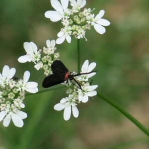 Pollanisus subdolosa at Conjola National Park - 14 Mar 2019 10:38 AM