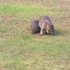 Vombatus ursinus (Common wombat, Bare-nosed Wombat) at Bendalong, NSW - 26 Aug 2018 by junefrewahotmail.com