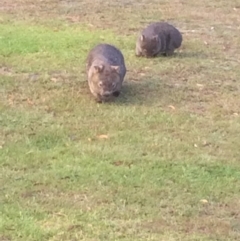 Vombatus ursinus at Bendalong, NSW - 26 Aug 2018 06:33 PM