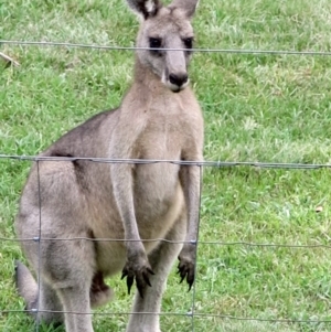 Macropus giganteus at Conjola, NSW - 30 Jan 2019 04:38 PM