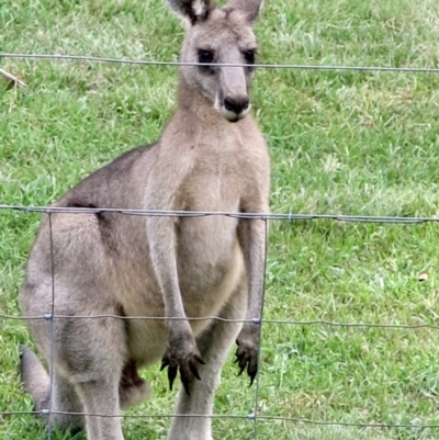 Macropus giganteus (Eastern Grey Kangaroo) at Conjola, NSW - 30 Jan 2019 by Margieras