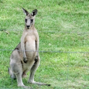 Macropus giganteus at Conjola, NSW - 30 Jan 2019 04:38 PM