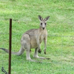 Macropus giganteus at Conjola, NSW - 30 Jan 2019 04:38 PM