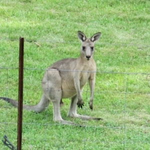 Macropus giganteus at Conjola, NSW - 30 Jan 2019