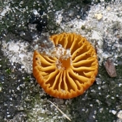 Galerina sp. at Conjola, NSW - 24 Mar 2019 by Margieras