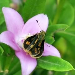 Unidentified Insect at Conjola, NSW - 14 Mar 2019 by Margieras