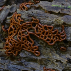 Hemitrichia serpula at Box Cutting Rainforest Walk - 26 Mar 2019