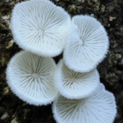 Chaetocalathus cheelii (Chaetocalathus cheelii) at Box Cutting Rainforest Walk - 26 Mar 2019 by Teresa