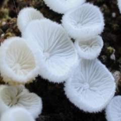 Chaetocalathus cheelii at suppressed - 26 Mar 2019 11:14 AM