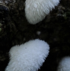 Chaetocalathus cheelii at suppressed - 26 Mar 2019 11:14 AM