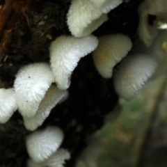 Chaetocalathus cheelii at suppressed - 26 Mar 2019 11:14 AM