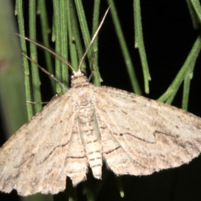 Ectropis (genus) (An engrailed moth) at Mount Ainslie - 24 Mar 2019 by jb2602