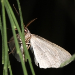 Ectropis (genus) at Ainslie, ACT - 24 Mar 2019 09:21 PM