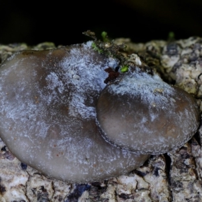 Pleurotus sp. at Kianga, NSW - 25 Mar 2019 by Teresa