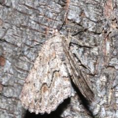 Ectropis (genus) (An engrailed moth) at Ainslie, ACT - 24 Mar 2019 by jbromilow50