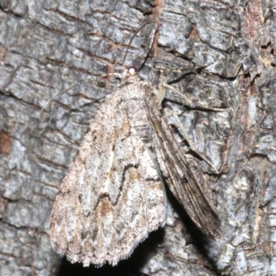 Ectropis (genus) (An engrailed moth) at Mount Ainslie - 24 Mar 2019 by jb2602