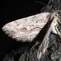 Ectropis (genus) at Ainslie, ACT - 24 Mar 2019 10:24 PM