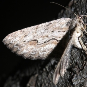 Ectropis (genus) at Ainslie, ACT - 24 Mar 2019 10:24 PM