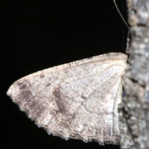 Ectropis (genus) at Ainslie, ACT - 24 Mar 2019
