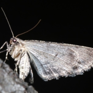 Ectropis (genus) at Ainslie, ACT - 24 Mar 2019 10:24 PM