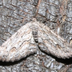 Ectropis (genus) at Ainslie, ACT - 24 Mar 2019 10:24 PM