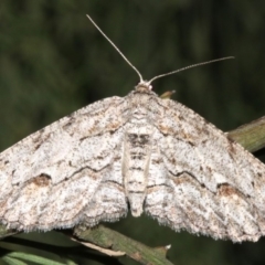 Ectropis (genus) (An engrailed moth) at Mount Ainslie - 24 Mar 2019 by jb2602