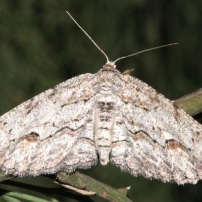 Ectropis (genus) (An engrailed moth) at Mount Ainslie - 24 Mar 2019 by jb2602