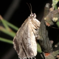 Ectropis (genus) at Ainslie, ACT - 24 Mar 2019 10:26 PM