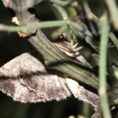 Ectropis (genus) at Ainslie, ACT - 24 Mar 2019 10:26 PM