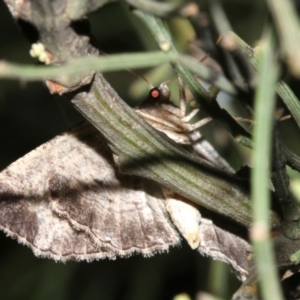 Ectropis (genus) at Ainslie, ACT - 24 Mar 2019 10:26 PM