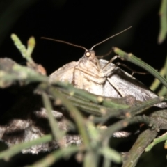 Ectropis (genus) at Ainslie, ACT - 24 Mar 2019 10:26 PM