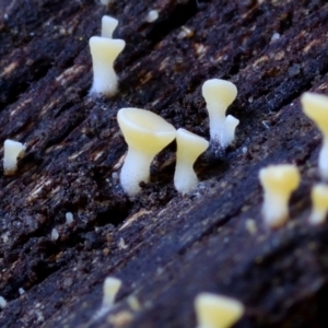 zz – ascomycetes - apothecial at Box Cutting Rainforest Walk - 26 Mar 2019 12:29 PM