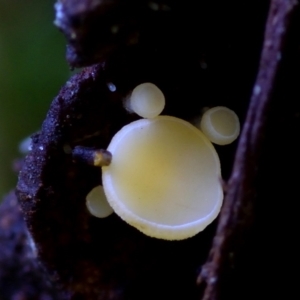 zz – ascomycetes - apothecial at Box Cutting Rainforest Walk - 26 Mar 2019 12:29 PM