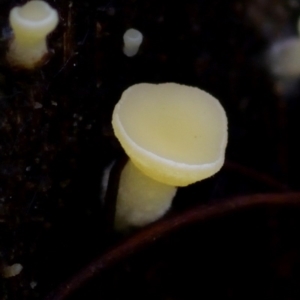 zz – ascomycetes - apothecial at Box Cutting Rainforest Walk - 26 Mar 2019 12:29 PM