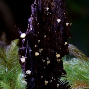 zz – ascomycetes - apothecial at Box Cutting Rainforest Walk - 26 Mar 2019 12:29 PM