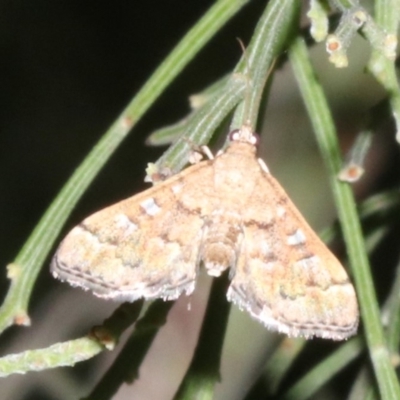 Nacoleia rhoeoalis (Spilomelinae) at Mount Ainslie - 24 Mar 2019 by jb2602