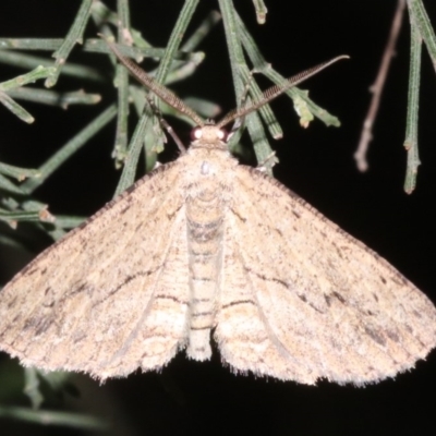 Ectropis (genus) (An engrailed moth) at Mount Ainslie - 24 Mar 2019 by jb2602