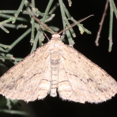 Ectropis (genus) (An engrailed moth) at Mount Ainslie - 24 Mar 2019 by jbromilow50