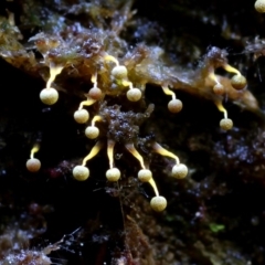 Physarum viride at Box Cutting Rainforest Walk - 25 Mar 2019 by Teresa