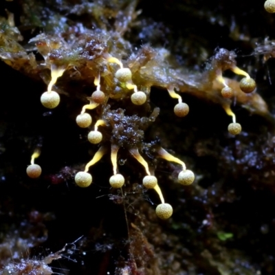 Physarum viride at Kianga, NSW - 26 Mar 2019 by Teresa