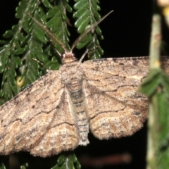 Ectropis excursaria (Common Bark Moth) at Ainslie, ACT - 25 Mar 2019 by jb2602