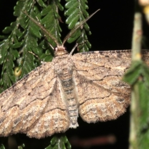 Ectropis excursaria at Ainslie, ACT - 25 Mar 2019