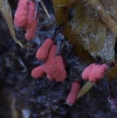 Arcyria denudata at Box Cutting Rainforest Walk - 26 Mar 2019 by Teresa