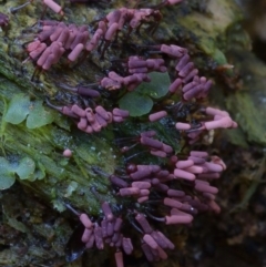 Arcyria denudata at suppressed - 26 Mar 2019 12:00 AM