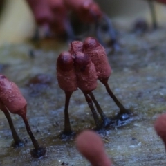 Arcyria denudata at suppressed - 26 Mar 2019 12:00 AM