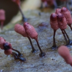 Arcyria denudata at suppressed - 26 Mar 2019 12:00 AM