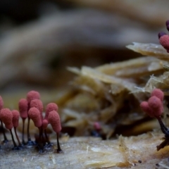 Arcyria denudata at suppressed - 26 Mar 2019 12:00 AM