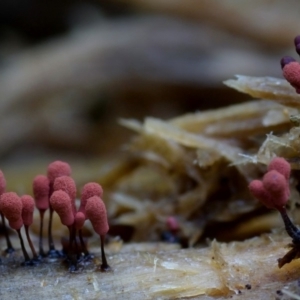 Arcyria denudata at suppressed - 26 Mar 2019 12:00 AM