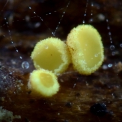 zz – ascomycetes - apothecial (Cup fungus) at Box Cutting Rainforest Walk - 26 Mar 2019 by Teresa